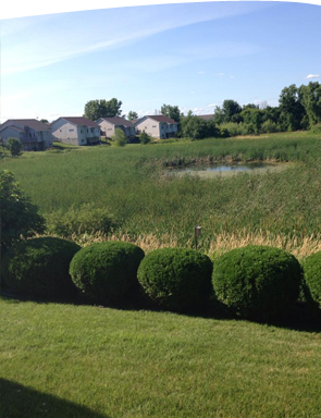 Shrub Trimming Maple Grove Minnesota