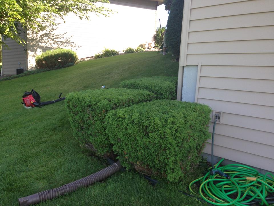 Shrub Trimming Maple Grove Minnesota