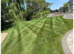 Lawn Care Near Me